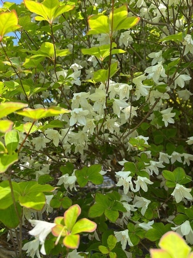 シロヤシオツツジ　　植栽込み