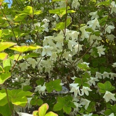シロヤシオツツジ　　植栽込みの画像