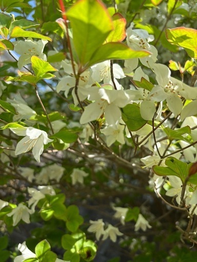 シロヤシオツツジ　　植栽込み