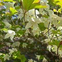 シロヤシオツツジ　　植栽込みの画像