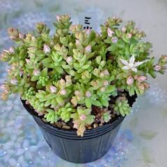 多肉植物　ミルキーウェイ