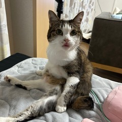 迷い猫探してます。