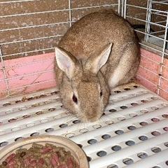 ネザーランドドワーフ