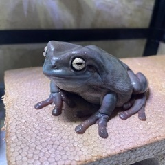 イエアメガエル　ノーマル