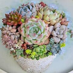 多肉植物　寄せ植え