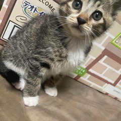 生後２ヶ月 キジ白(男の子)です