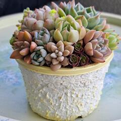 多肉植物　寄せ植え（リメイクプラ鉢）