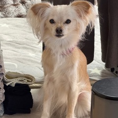 迷い犬