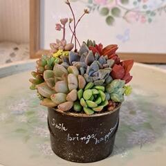 多肉植物　寄せ植え（リメイク鉢）