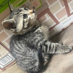生後２ヶ月 キジトラ(女の子)です