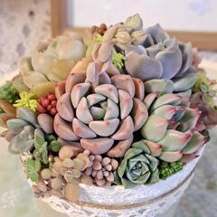 多肉植物　寄せ植え（リメイクプラ鉢）