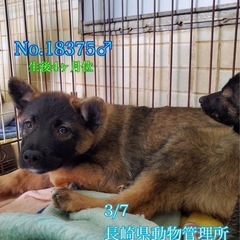 【里親募集中】推定4ヶ月ぐらいの男の子🐶