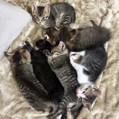 元気でかわいい子猫たちです