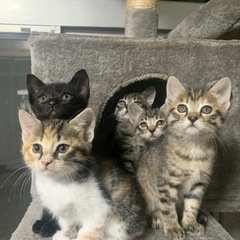 全ての子猫ちゃんの里親さんが決まりました！皆さんありがとうございます