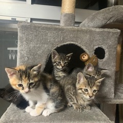 里親様募集してます  三毛猫ちゃんは決まっています