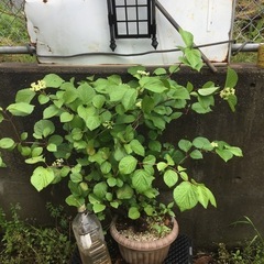 ガマズミ　６０センチ