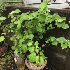 ガマズミ　６０センチの画像
