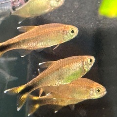 熱帯魚テトラ