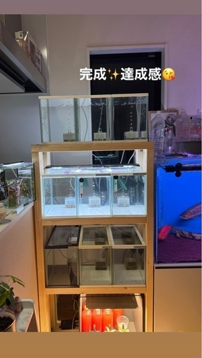 メダカ多段水槽セット 水槽9個自作台