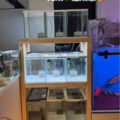 メダカ多段水槽セット 水槽9個自作台