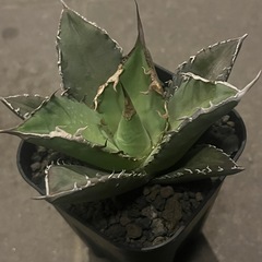 アガベ　チタノタ　毒液(管理番号481