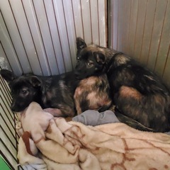 【里親募集中】推定4ヶ月の女の子🐶 - 犬
