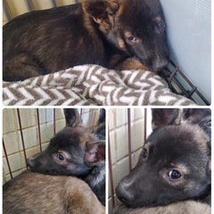 【里親募集中】推定4ヶ月の女の子🐶 - 長崎市