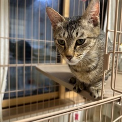 里親募集中！　1歳の女の子　茶系のキジトラちゃんです🐱