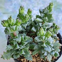 多肉植物　琴爪菊