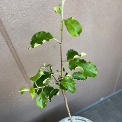 りんご　ふじ　1本の画像