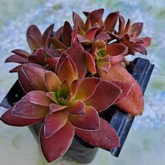多肉植物　もみじ祭り