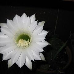 多肉植物・丸サボテン　花盛丸・エキノプシス属　白い大き花　20年物の画像