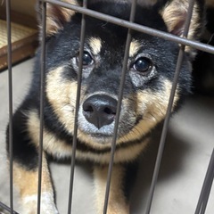 ポメラニア×柴犬