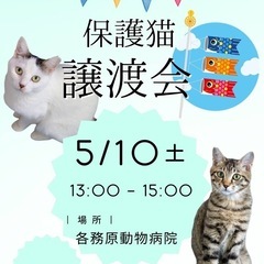 保護猫譲渡会in各務原😸