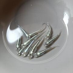 【選別漏れ】サバの極みメダカ ♂3♀6