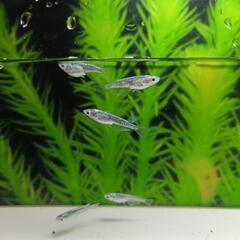 【選別漏れ】サバの極みメダカ ♂3♀6の画像