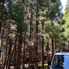 草刈り・竹林伐採・抜根・掃除・要らない荷物の回収・ドライバーの画像