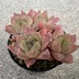 ランキングキーワードに紐づく投稿画像-多肉植物