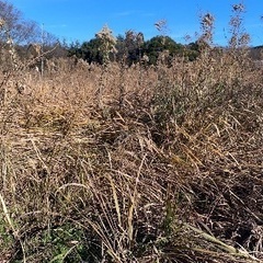 草刈りします