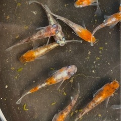 三色体外光　ワンペア　めだか の画像