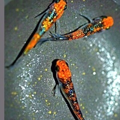 💥爆殖中メダカ飼育に🉐2,000ml針子ぐんぐん【激安】No.202の画像