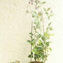 リュウキュウハギの画像