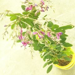 リュウキュウハギの画像