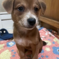 可愛い可愛い子犬ちゃん