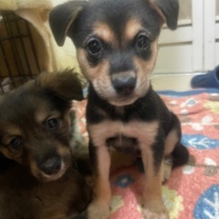 キリッとしたお顔がかわいい子犬君