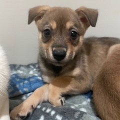 愛くるしい子犬ちゃん