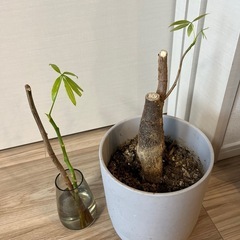 パキラの画像