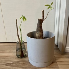 パキラの画像