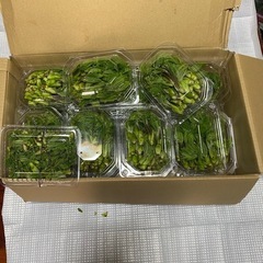 山菜の女王　コシアブラの画像