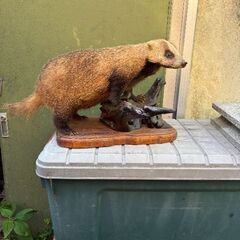 アナグマ　剥製